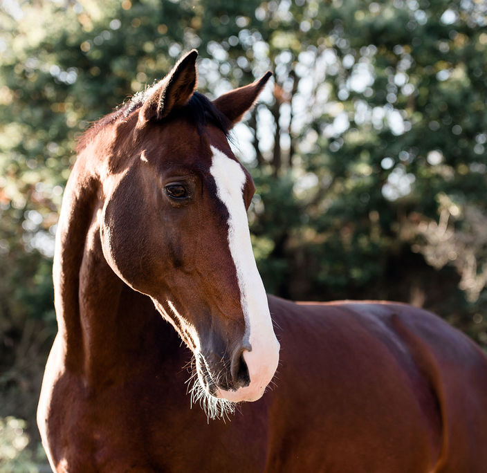 Paardencoaching Haarlem