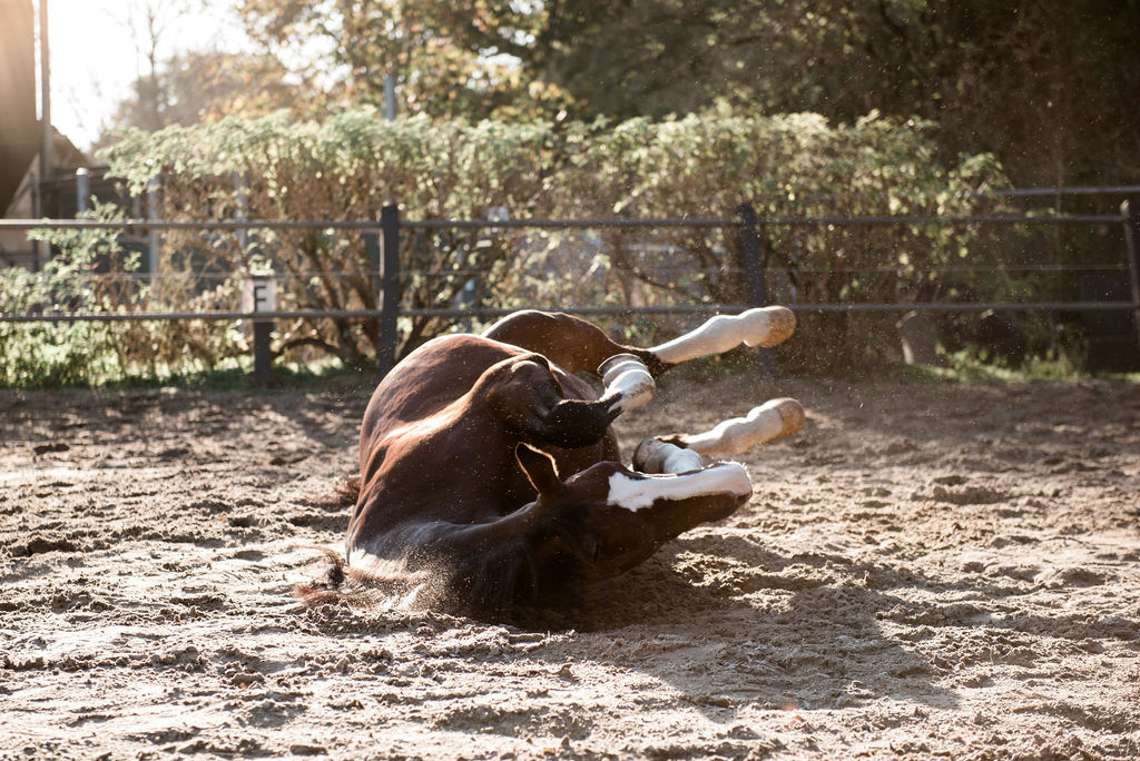 Beweging brengen door coaching met paarden